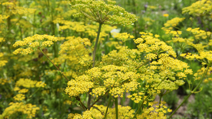 Pretty. Nasty. Stuff. <BR>A warning about Wild Parsnip
